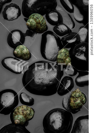 Natural Seashell Arrangement on Black Pebbles. Natural Seashell Arrangement on Black Pebbles. 138996056
