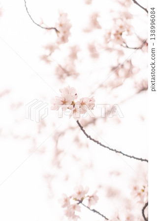 A single cherry blossom blooming proudly against the white spring sky, with vertical copy space. A single cherry blossom blooming proudly against the white spring sky, with vertical copy space. 138996084