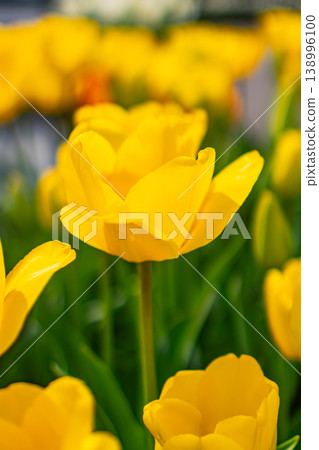 Bright yellow tulips bloom proudly in the spring sunlight. Bright yellow tulips bloom proudly in the spring sunlight. 138996100