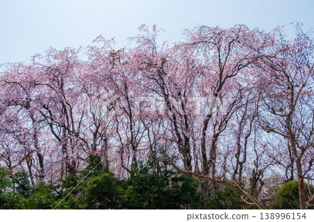 垂枝櫻花花瓣 138996154