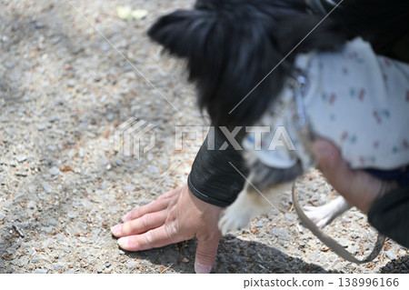 A man walks his dog, a Chihuahua, and checks the ground temperature with his hand. 138996166