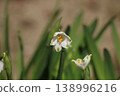 Snowflake 138996216
