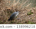 A grey heron sleeping by the water's edge 138996218