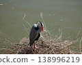 A nest at the edge of the pond and a grey heron 138996219