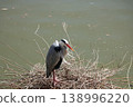 A nest at the edge of the pond and a grey heron 138996220