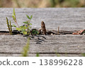 Horsetail head 138996228
