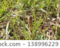 Horsetail that announces spring 138996229