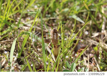 Horsetail that announces spring Horsetail that announces spring 138996229