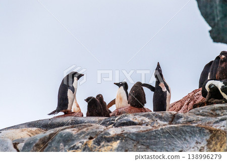 Impression of the Adelie Penguin Colony at the fish islands 138996279
