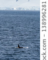 Killer whales in the Antarctic 138996281