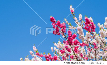 Flowering peach (at Flowering Peach Village, Achi Village) Flowering peach (at Flowering Peach Village, Achi Village) 138996312