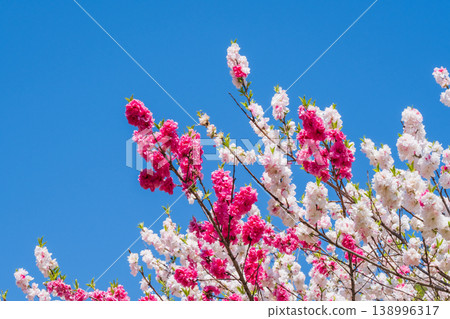 Flowering peach (at Flowering Peach Village, Achi Village) Flowering peach (at Flowering Peach Village, Achi Village) 138996317