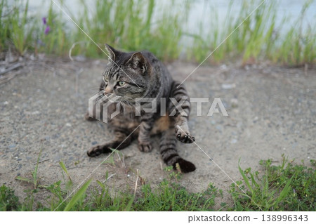 Tabby cat playing on embankment Tabby cat playing on embankment 138996343