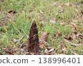 Bamboo shoots 138996401