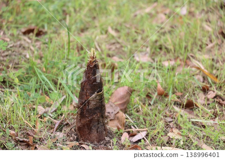 Bamboo shoots Bamboo shoots 138996401