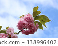 Yaezakura that shines in the blue sky 138996402