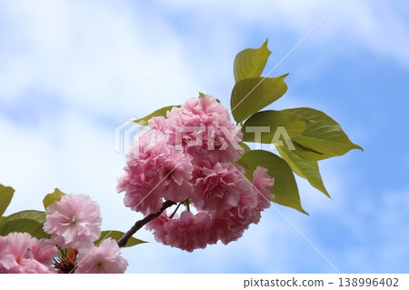 Yaezakura that shines in the blue sky Yaezakura that shines in the blue sky 138996402