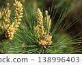 Pine flowers 138996403