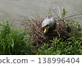 A Great Grey Scarlet resting in its nest 138996404