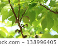 Apricot 138996405
