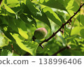 Apricot fruit 138996406