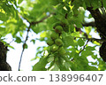 Apricot fruit 138996407