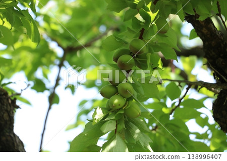 Apricot fruit Apricot fruit 138996407