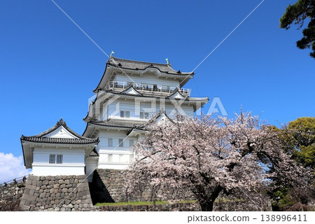 櫻花與城堡天守閣:神奈川縣小田原市小田原城 櫻花與城堡天守閣:神奈川縣小田原市小田原城 138996411