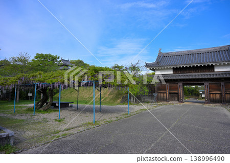 西尾市歷史公園的紫藤 西尾市歷史公園的紫藤 138996490