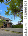 Wisteria at Nishio City Historical Park 138996493