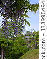 Wisteria at Nishio City Historical Park 138996494