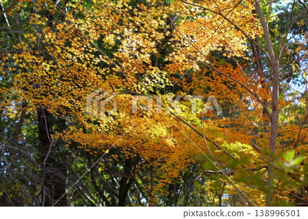 Shining Golden Maple Shining Golden Maple 138996501