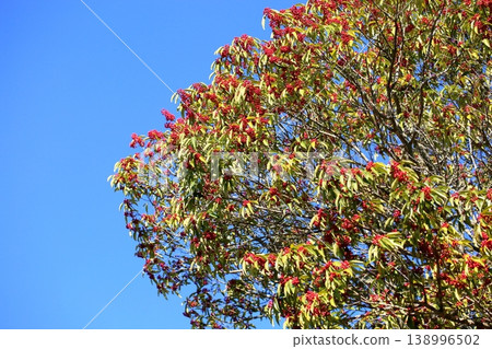 Vibrant Nanamino tree berries Vibrant Nanamino tree berries 138996502