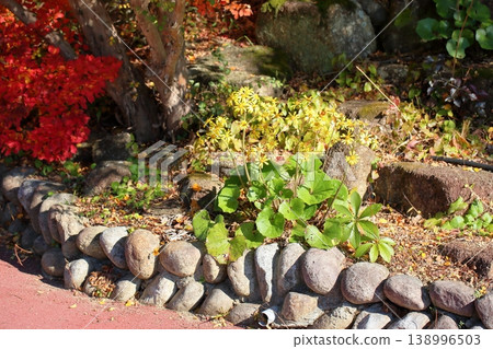 Late autumn, the flowers of the Farfugium japonicum. Late autumn, the flowers of the Farfugium japonicum. 138996503