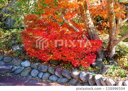The vibrant autumn colors of the Enkianthus perulatus. 138996504