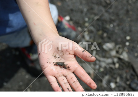 A tiny crab resting on the palm of a child playing in the mud. 138996682