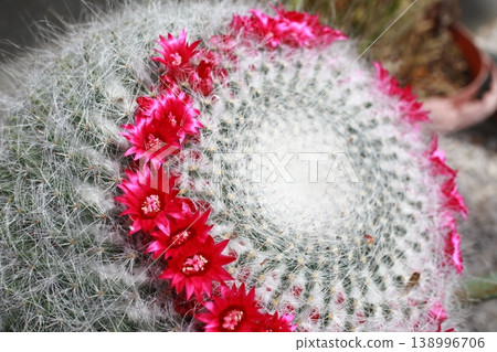 仙人掌花 138996706