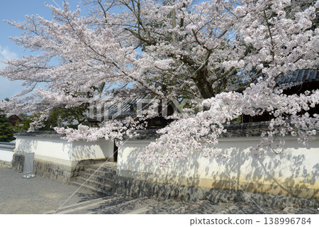 春天的南禪寺櫻花,京都市左京區南禪寺福知町南禪寺 春天的南禪寺櫻花,京都市左京區南禪寺福知町南禪寺 138996784