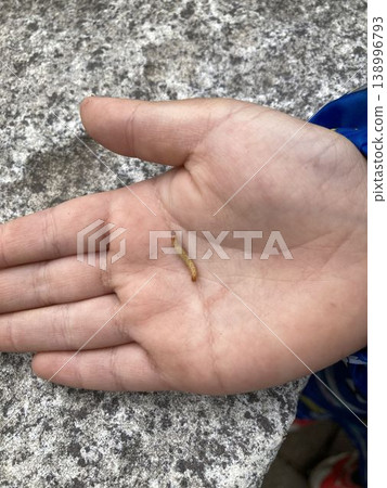 A tiny caterpillar in a child's palm 138996793