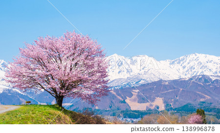 One cherry tree of Nodaira One cherry tree of Nodaira 138996878