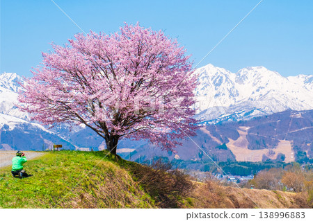One cherry tree of Nodaira 138996883