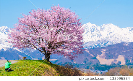 One cherry tree of Nodaira 138996884
