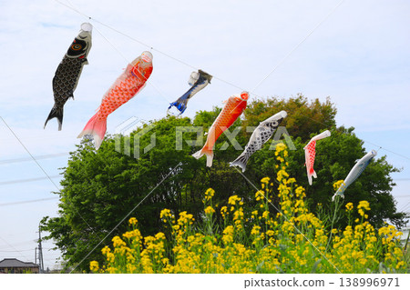 Carp streamers swimming in a field of rape blossoms Carp streamers swimming in a field of rape blossoms 138996971