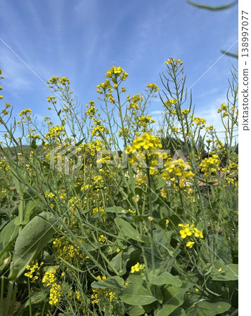 Rape blossoms blooming toward the sky 138997077