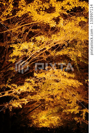 Lit up ginkgo biloba Lit up ginkgo biloba 138997114