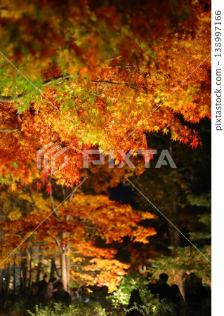 Autumn leaves lighted up 138997166