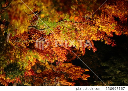 Autumn leaves lighted up Autumn leaves lighted up 138997167