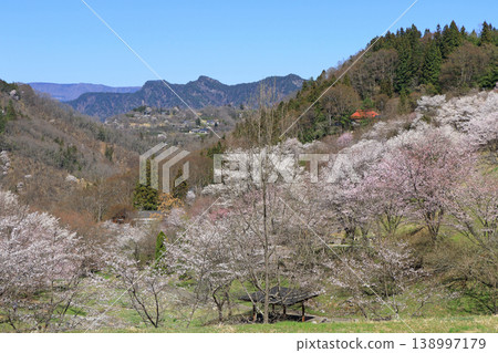長野縣池田町六鄉的野櫻花 長野縣池田町六鄉的野櫻花 138997179