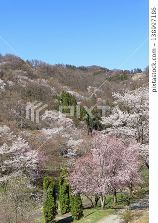 Wild cherry blossoms in Rikugo, Ikeda Town, Nagano Prefecture Wild cherry blossoms in Rikugo, Ikeda Town, Nagano Prefecture 138997186
