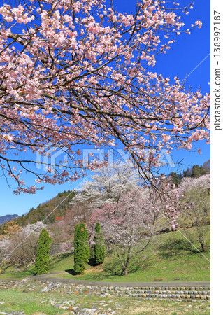 長野縣池田町六鄉的野櫻花 長野縣池田町六鄉的野櫻花 138997187